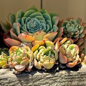 Meet your Posher, Posh